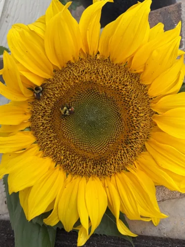 Dakota Gardener: Gardener bids farewell with 10 lessons learned